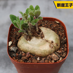 断崖王子多肉植物稀有开花块根花卉绿植阳台庭院观赏小盆栽防辐射