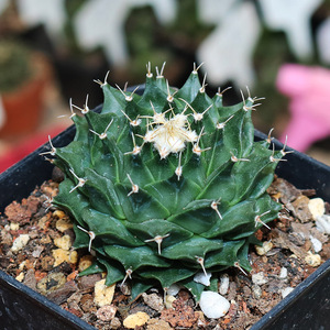 帝冠仙人球实生