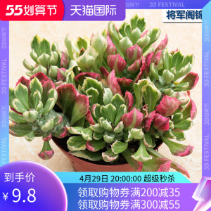 花田舍 将军阁锦多头老桩多肉植物 翡翠阁锦群生大颗花卉小盆栽