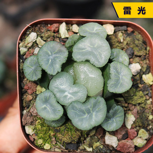 雷光万象精养十二卷玉露寿多肉植物美观透亮好养办公室防辐射盆栽