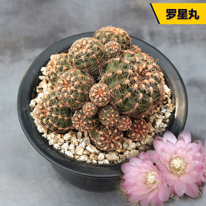 樱花罗星丸 仙人球裸萼球属火星丸胭脂红开花粉花美观好养易度夏