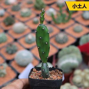 小土人团扇仙人掌