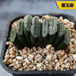 花田舍 墨玉扇多肉植物 稀有十二卷属办公室桌面防辐射趣味小盆栽