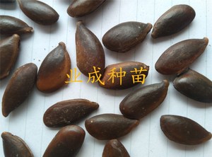 泰国人心果种子 人心果苗 热带水果