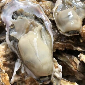 海阳连理岛生蚝5斤深水养殖新鲜带壳补锌胶东特产乳山海蛎子包邮