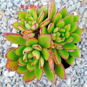 黄金雨多肉