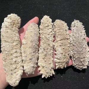 白刺参 摩洛哥海参 淡干白刺参 刺秃参 猪婆参 海参干货500g