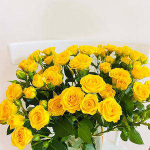 梦幻泡泡玫瑰鲜花