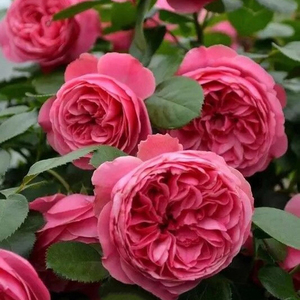 粉色达芬奇欧月季爬藤本蔷薇玫瑰多头花苗大花浓香盆栽绿植