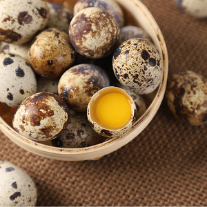 鹌鹑蛋新鲜50枚