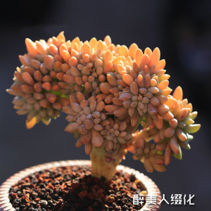 多肉植物醉美人缀化冬美人室内四季绿植盆栽花卉老桩清仓好养室外