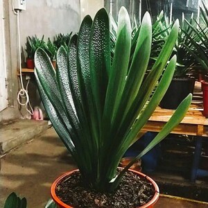 长春精品君子兰墨麒麟钢板蜡膜坑纹立板小苗室内花卉 防辐射包邮