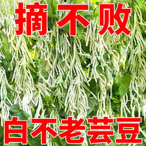 摘不败九粒白芸豆种种子高产早熟豆角菜籽四季种植豇豆子蔬菜种子