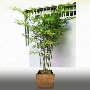 罗汉竹筇竹名贵竹子苗文人手杖材料室内庭院耐寒地栽绿植盆栽盆景