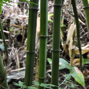 四方竹苗食用冬笋苗耐寒植物大竹笋子苗好养盆地栽绿化造型庭院