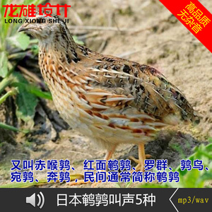 鹌鹑叫声日本鹌鹑赤喉鹑红面鹌鹑罗群鹑鸟宛鹑奔鹑鸟叫的声音高清