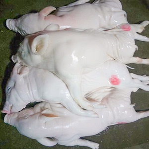 冷冻小乳猪