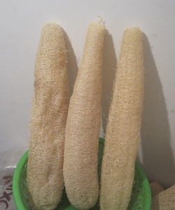 包邮新货 农家丝瓜络 洗碗洗澡搓背丝瓜络 老丝瓜筋