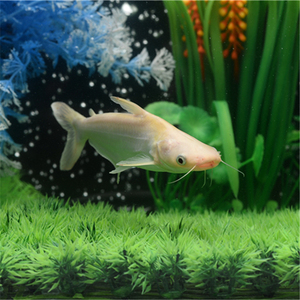 热带鱼观赏鱼大型鱼淡水鱼水族宠物鱼白化蓝鲨活体鱼鲨鱼白鲨