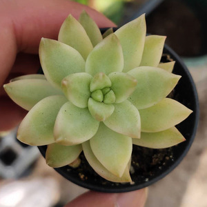 黄丽锦多肉植物