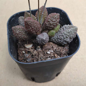 荔枝皮水泡 稀有多肉植物 阳台桌面小盆栽美观趣味百益花阁朱唇石