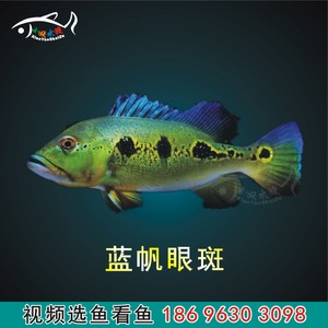 蓝帆眼斑三间鱼