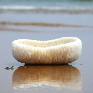 天然珊瑚聚宝盆深海精品海参珊瑚水族箱元宝装饰花盆多肉容器包邮