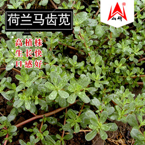 荷兰马齿苋种子大叶五行菜种籽春季夏秋冬季种青蔬菜菜种孑阳台