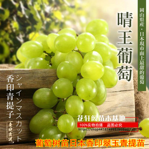 葡萄苗新品种 葡萄树曲日本香印翠玉青提苗 日本晴王青提树苗