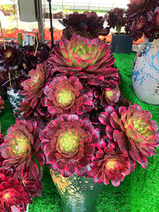 多肉法师绿植黑金刚手捧红金刚手捧绣球