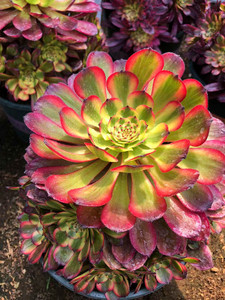 多肉法师绿植美亚手捧丛林