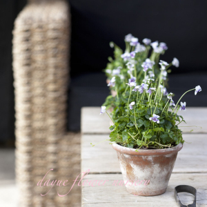 【水培植物喜阳】水培植物喜阳品牌,价格 - 阿里巴巴