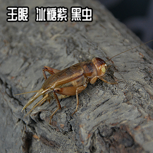 天津精品冰糖紫黑虫油葫芦活体鸣虫玉眼缎紫青油葫芦