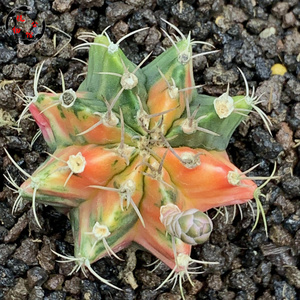 植物公馆20a实生级散斑米哈牡丹锦多肉仙人球拍卖包邮