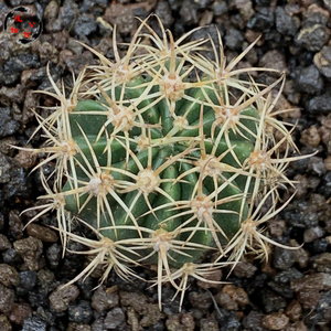 植物公馆29a实生狂刺剑芒丸多肉仙人球拍卖包邮