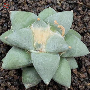 植物公馆1@实生大疣青磁牡丹多肉仙人球拍卖包邮