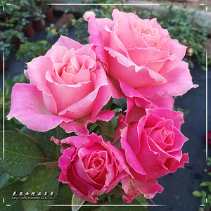 花思雨 日月新品强香大花月季:白羊座