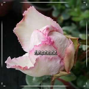 花思雨 伊芙系列新品浓香切包月季:伊芙雪吻/雪伯爵