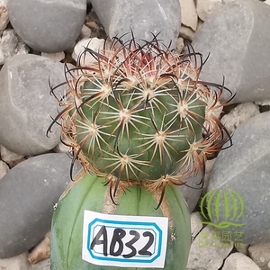 虎爪玉 苗接 嫁接 龙神木 仙人球 一物一拍【浅草园艺】