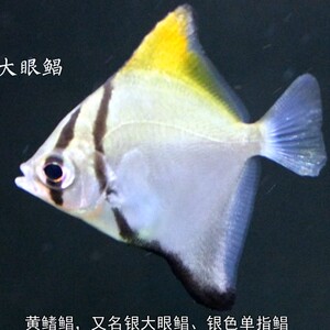 蝙蝠鲳