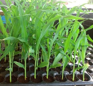 水果 甜玉米苗 金银粟黑糯米粟苗 盆栽室外庭院种植 果实类 蔬菜