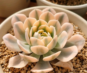 精品多肉植物景天鲁氏锦母本老桩单头 一物一拍 满88包邮