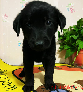 中华田园犬纯黑无杂毛看家护院纯黑狗四眼狗大黄狗大型家养土狗