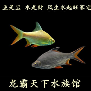 金凤鱼银凤鱼活体观赏鱼双线侧鱼泰国鲫金银元宝鱼红鳍鲫鱼热带鱼