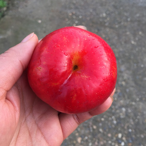 嫁接湖南果树苗红布林李子苗园艺植物红宝石李树苗南方果树苗木