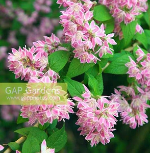 溲疏草莓田盆栽庭院阳台雪绒花雪樱花花镜植物耐寒耐旱易活花灌木