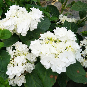 进口可可小姐绣球花苗包对版 阳台盆栽庭院花卉绿植 新店开业特价