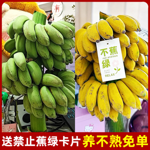 禁止蕉绿小米蕉办公室桌面摆件拒绝不焦虑可食用水培香蕉新鲜芭蕉