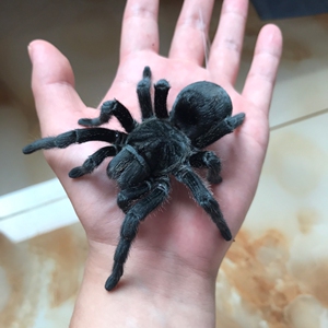 004人付款淘宝巴西黑白脚蜘蛛0.5厘米厘米活体宠