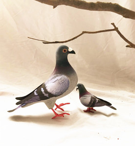动物模型 仿真信鸽 斑鸠灰鸽子野鸽子道具摄影园林配饰摆件玩具
